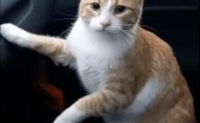 Життя ніколи не буде колишнім: як кіт корів побачив