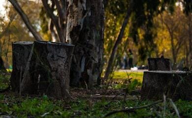 Под Одессой уничтожают лесопосадку