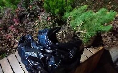 В Киеве женщин задержали за воровство кустов