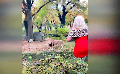 В Нью-Йорку у вольєр до лева залізла жінка