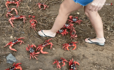 Миллионы красных крабов заполнили дороги Австралии