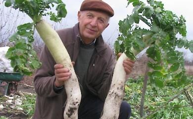 Селекціонер з України виростив гігантські овочі
