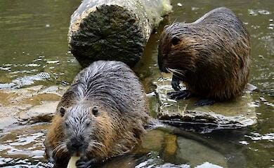 Червонокнижна тварина ледь не загинула від рук мисливців