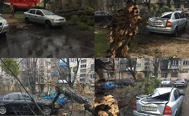 В Киеве из-за непогоды падают деревья: подробности
