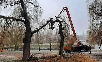 У Києві через негоду пошкоджено 760 дерев