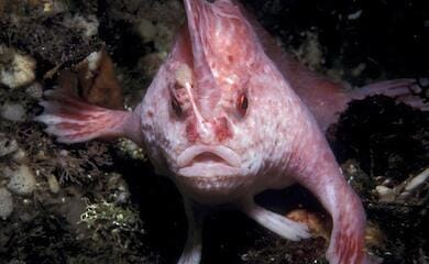 Ученые заметили редчайшего обитателя подводного мира