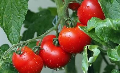 В Украине подорожали помидоры