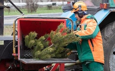 Где в Киеве будут принимать новогодние елки