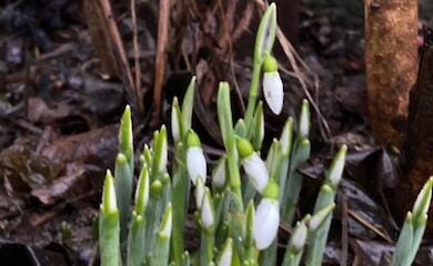 На Закарпатті зацвіли перші квіти