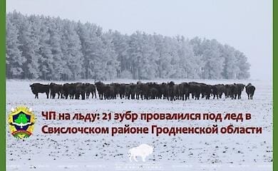 У Білорусі загинув 21 зубр, провалившись під кригу
