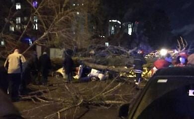 В Киеве дерево упало на автомобиль, убив водителя