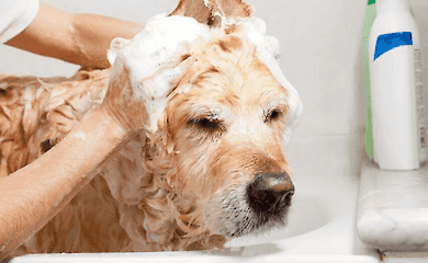 Как выбирать косметику для собак - косметика для собак и щенков Iv San Bernard