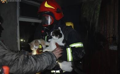 Огнеборцы во время пожара в Одессе спасли животных: трогательные фото