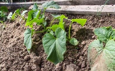 Огородники рассказали, зачем поливать огурцы пищевой содой
