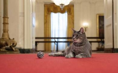 В Белом Доме появилась кошка