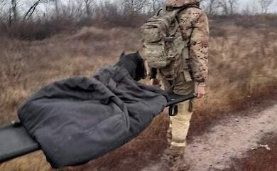 Службовий пес ЗСУ відгриз собі лапу і втік із пастки на Донбасі (фото)