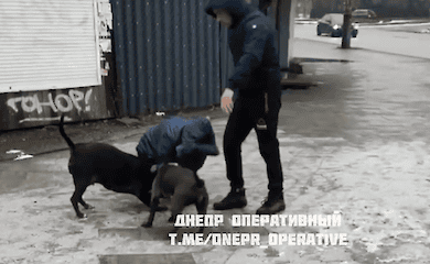 Бійцівські пси накинулися на жінку із собачкою у Дніпрі