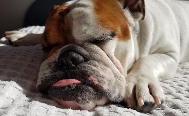 В Норвегии запретили разводить бульдогов и спаниелей