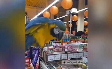 У магазині Харкова "господарював" папуга