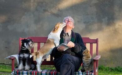 Де в Києві можна стерилізувати тварину безкоштовно
