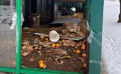 В харьковском зоопарке "Фельдман парк" из-за обстрелов умерло два кенгуру