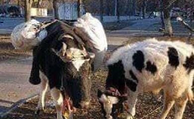 Українець вийшов із Ірпеня та врятував двох корів