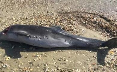 На березі Чорного моря зафіксували масовий мор дельфінів