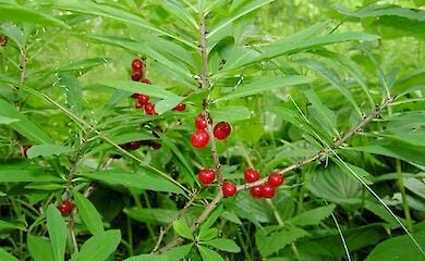 Комаровський розповів, що не всі ягоди не можна давати дітям