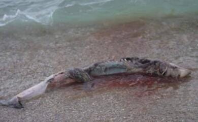 Убивают все живое: морские жители гибнут из-за оккупантов