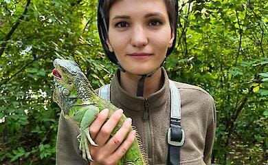 Спочатку волонтерам зателефонувала людина, яка розповіла, що на дереві сидить велика ящірка.