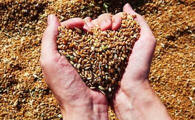 ГУР повідомляє, що російські окупанти продовжують красти українське зерно