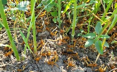 Полчища сарани пожирають урожай у РФ