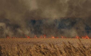 Російські окупанти знищують урожай - Вілкул