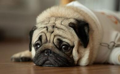 За допомогою Telegram-бота "Твій вет Київ" тепер можна буде отримати безкоштовну ветконсультацію