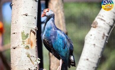 В Києві у зоопарку відкрили новий пташиний вольєр