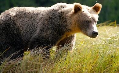 З Росії емігрували ведмеді