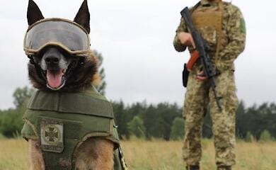 Бронежилети та окуляри: службові собаки отримали захисну амуніцію