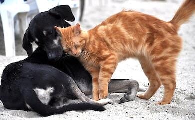 Не купуй, візьми у притулку: киян закликають "всиновити" котика чи песика
