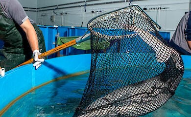 Как отразились боевые действия на вылов рыбы в Украине