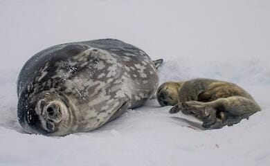 Українські полярники дали імена тюленятам