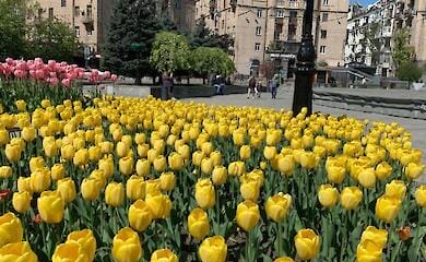 Нідерланди на знак підтримки відправляють до України 120 тисяч цибулин тюльпанів