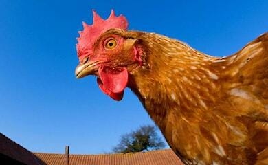 В Европе хотят ограничить импорт на некоторые украинские товары