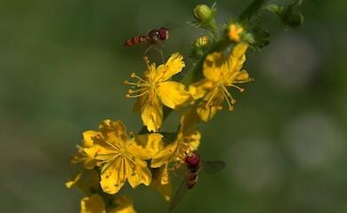 Ученые выяснили, как самцы мух борются с конкурентами