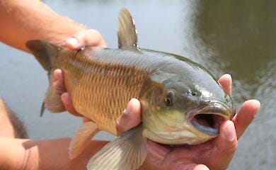 Нові правила рибного лову набули чинності в Україні