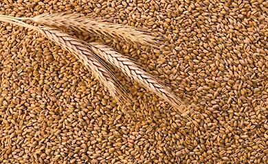 В ООН рассказали снизяться ли цены на продукты