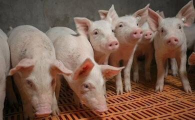 Що буде з цінами на сало навесні