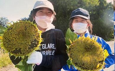 Японські школярі засіяли поле соняшників, щоб зібрати кошти на потреби українців
