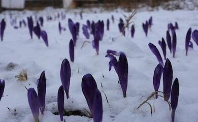У природному парку Синевир під шаром снігу розквітли первоцвіти