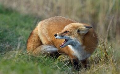 В Одеській області через спалах, планують посилення заходів із профілактики сказу тварин
