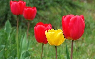 Організатори соціального проєкту хочуть у кожній школі висадити по 10 тисяч тюльпанів